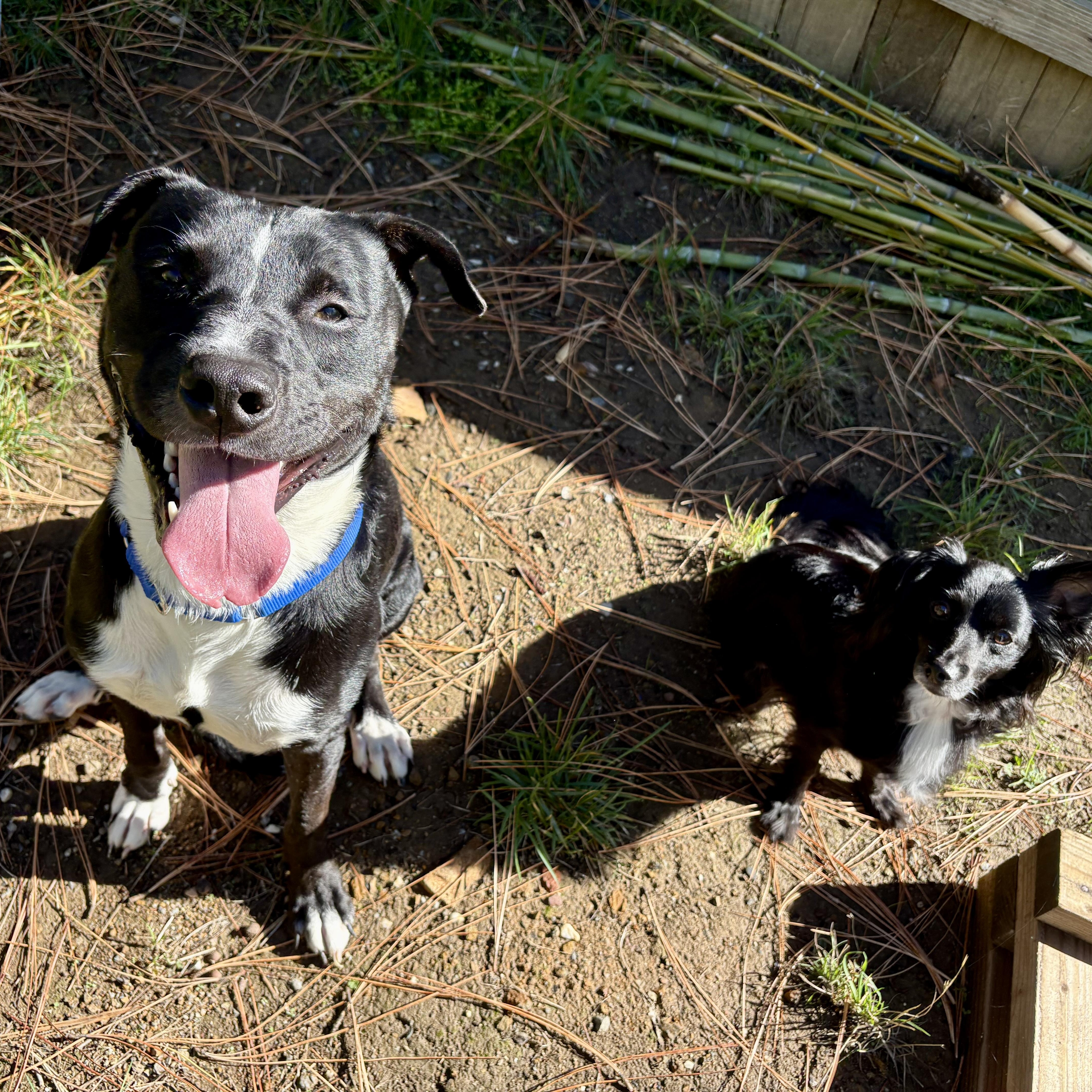 Benji Your Best Friend thumbnail 3