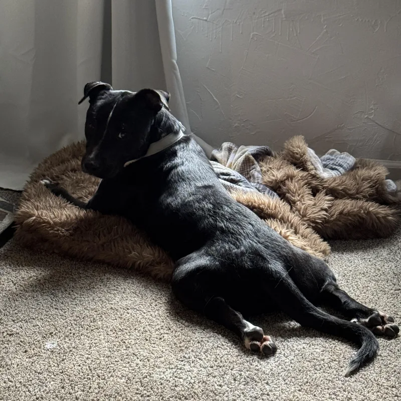 Benji Your Best Friend thumbnail 4