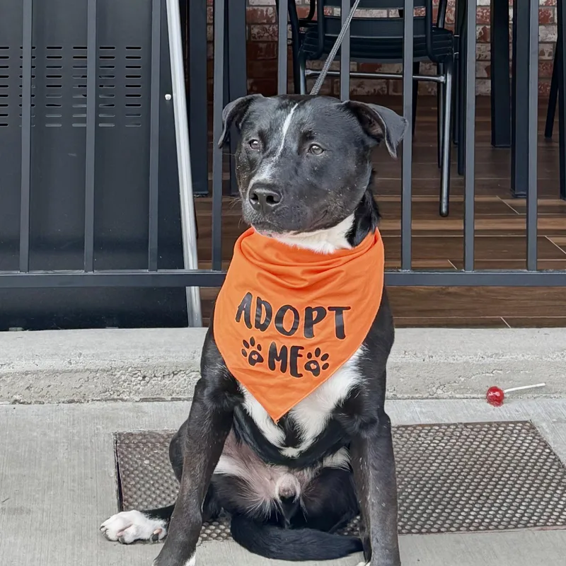 Benji Your Best Friend thumbnail 5