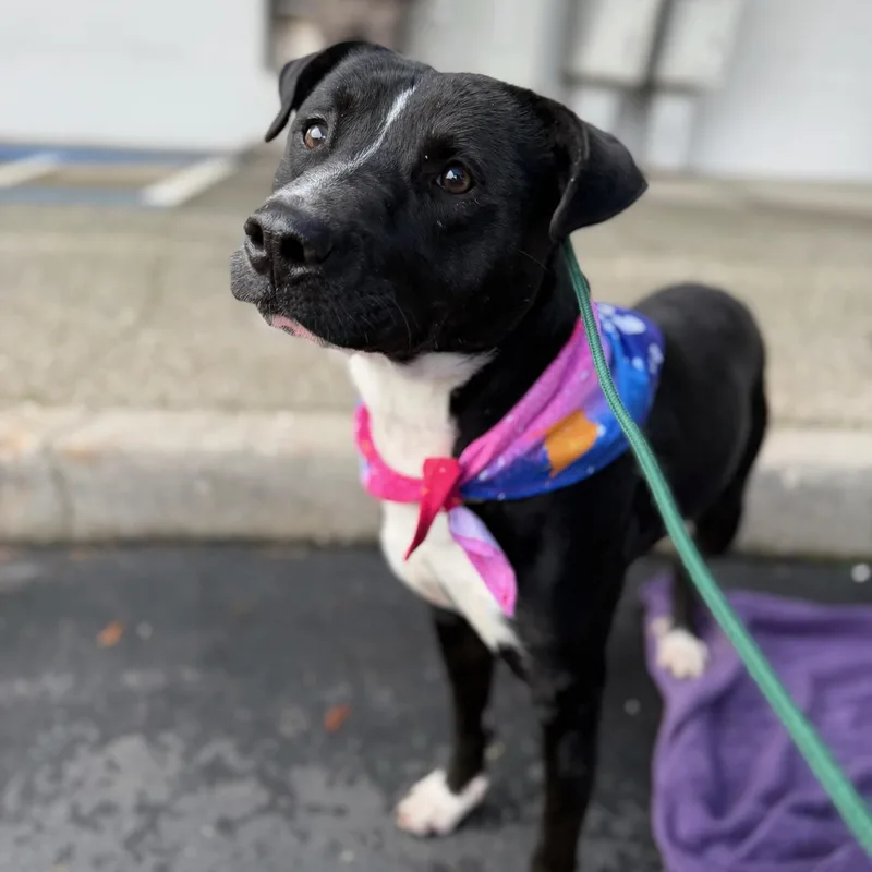 Benji Your Best Friend thumbnail 6