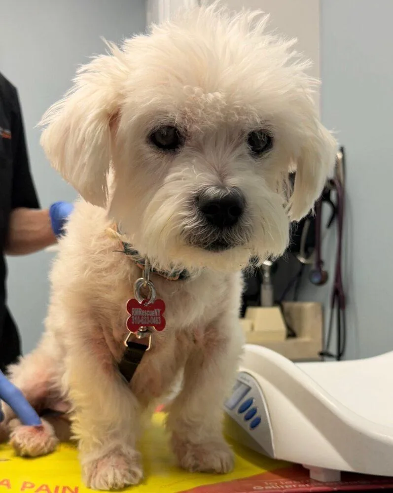 A senior small-sized male Maltese dog named Nico for adoption in Huntington, NY