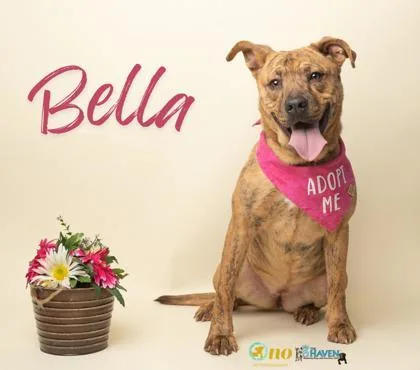 A baby small-sized female Dutch Shepherd dog named Bella for adoption in Fairhope, AL