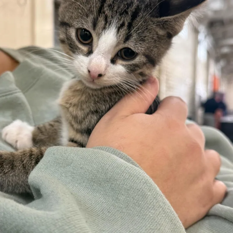 A baby small-sized male Tabby (Gray / Blue / Silver) Domestic Short Hair cat named Finn for adoption in Canton, OH