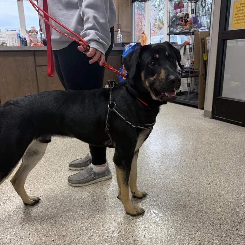 A young large-sized male German Shepherd Dog dog named Lucky Ducky for adoption in Detroit Lakes, MN