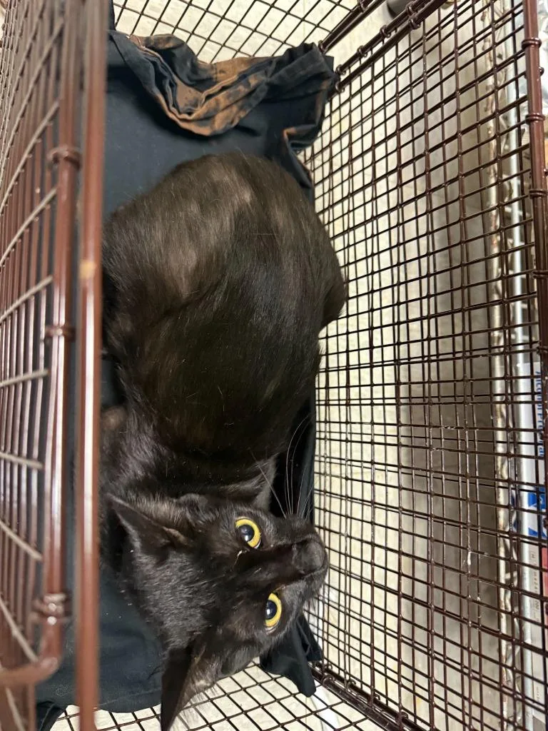 A young medium-sized female Domestic Short Hair cat named Andie for adoption in Sorrento, LA
