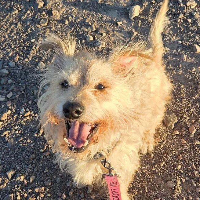 A senior small-sized male Terrier dog named Jax for adoption in Las Vegas, NV