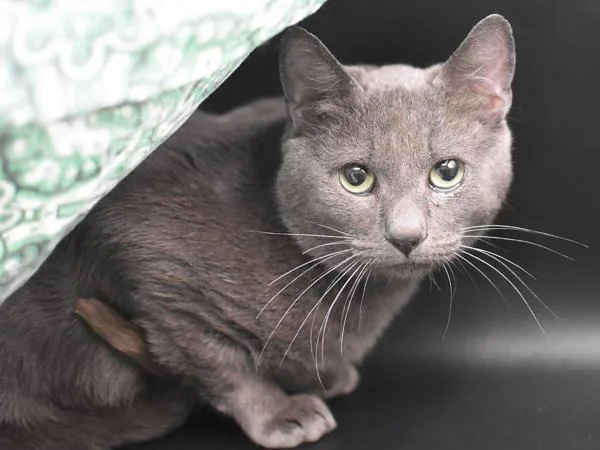 An adult small-sized male Domestic Short Hair cat named Cloud for adoption in Portland, OR