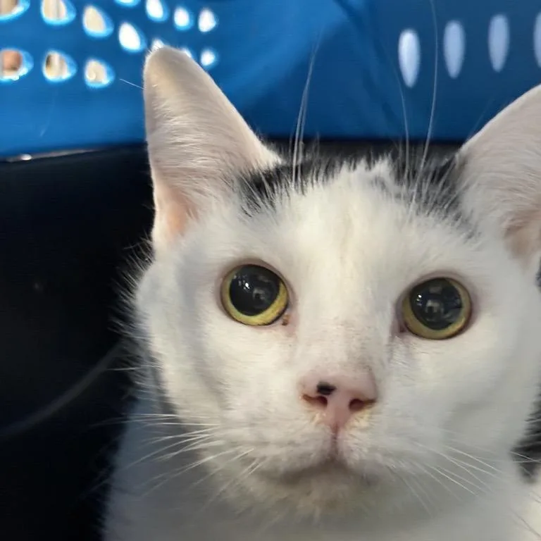 An adult large-sized female White Domestic Short Hair cat named Whitney for adoption in New York, NY