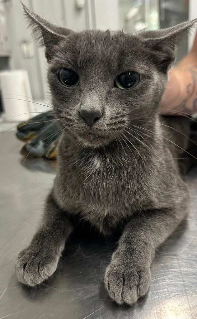 A young medium-sized female Domestic Short Hair cat named Hazel for adoption in Hillsdale, IN