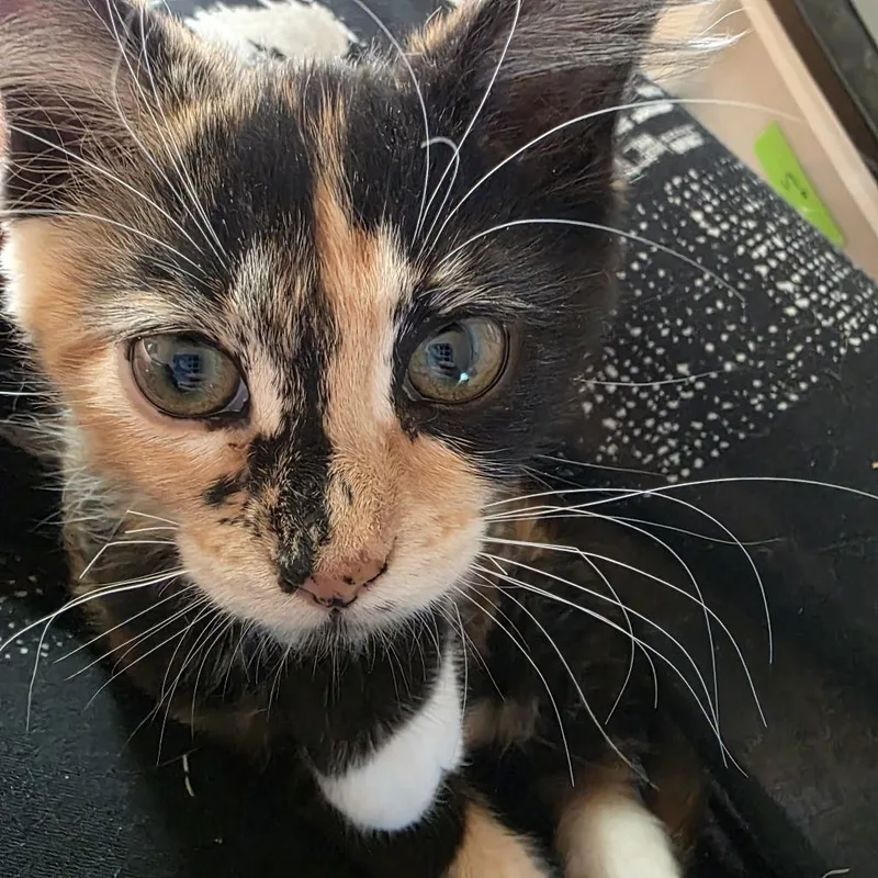 Cleo