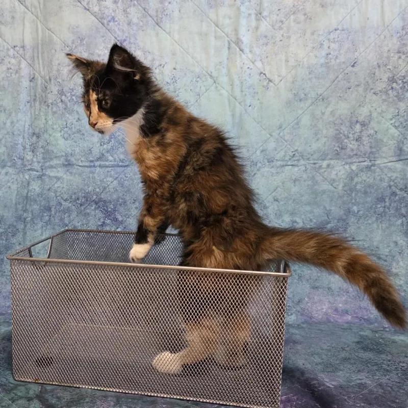 Cleo thumbnail 2