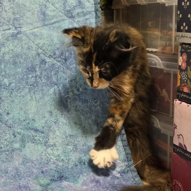 Cleo thumbnail 3