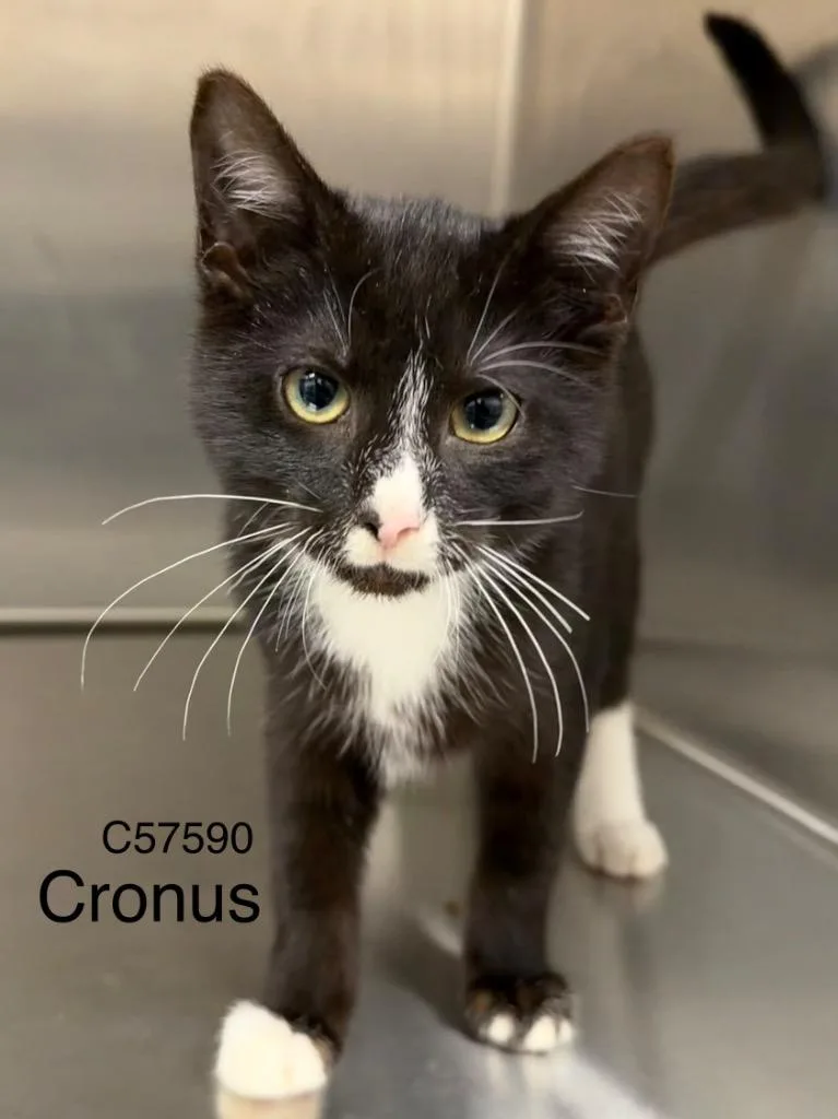 Cronus thumbnail 2