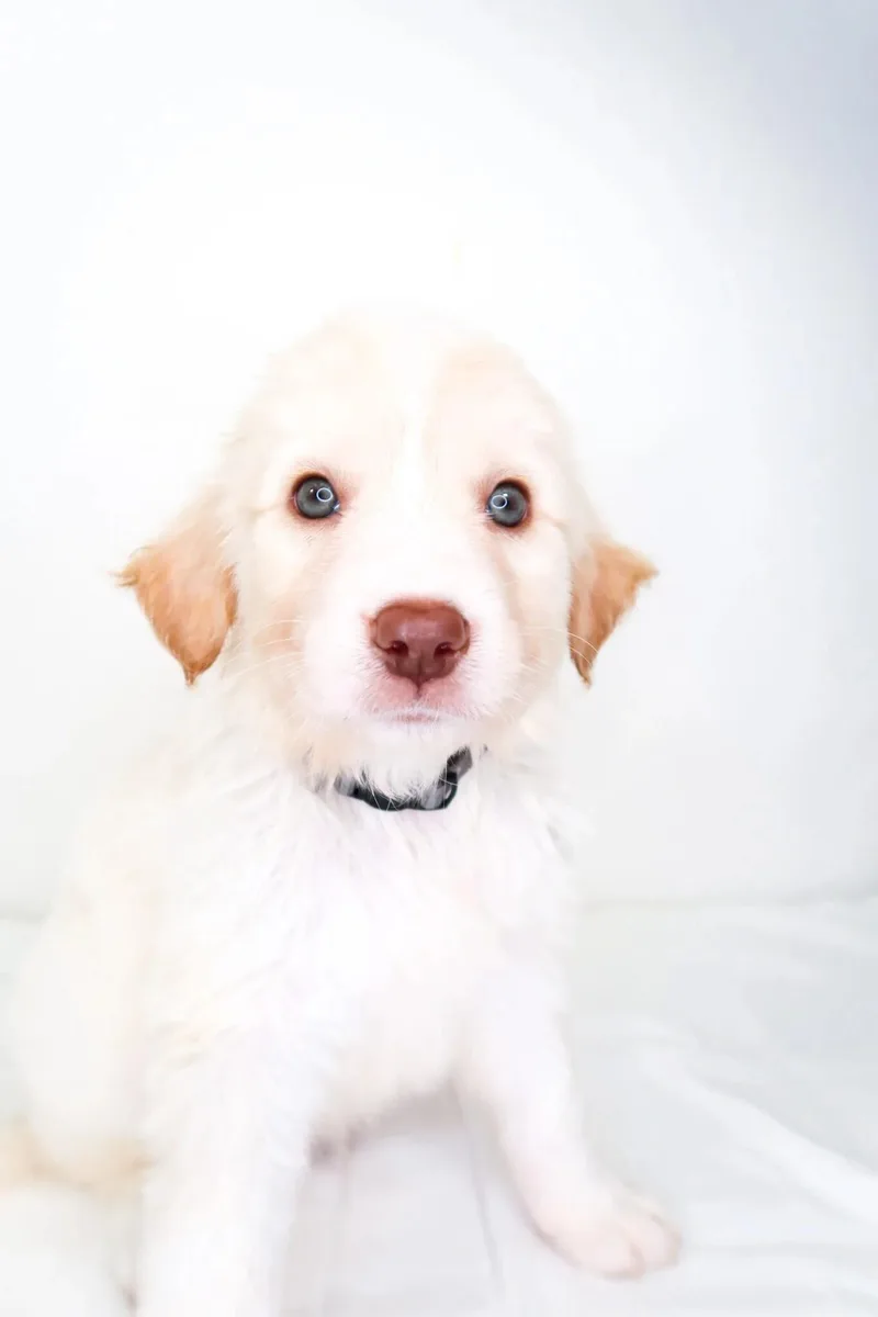 A baby medium-sized male Yellow / Tan / Blond / Fawn Great Pyrenees dog named Snow Cone for adoption in Bixby, OK