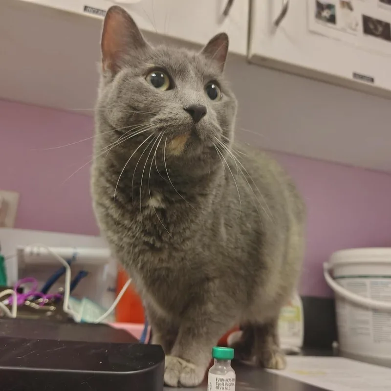 An adult medium-sized female Domestic Medium Hair cat named Daisy Chain for adoption in West Des Moines, IA