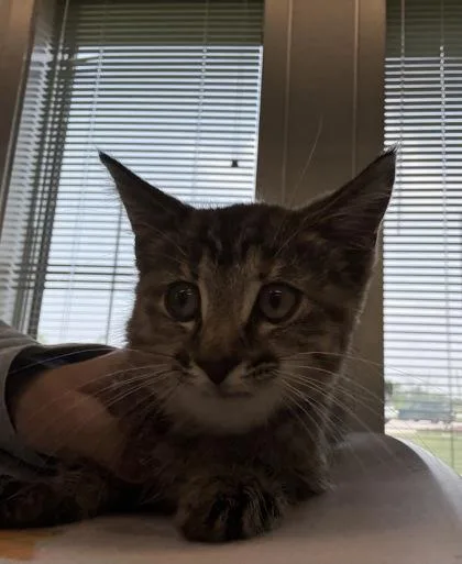 A baby small-sized female Domestic Short Hair cat named Dolly for adoption in Lafayette, IN