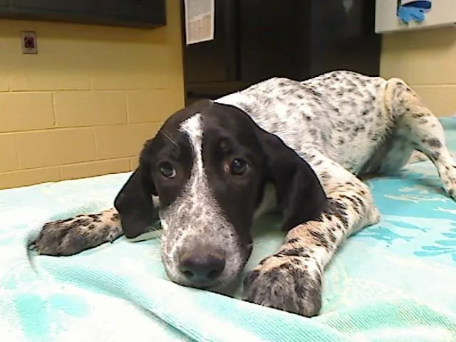 A baby medium-sized female German Shorthaired Pointer dog named Mazepine for adoption in Cookeville, TN