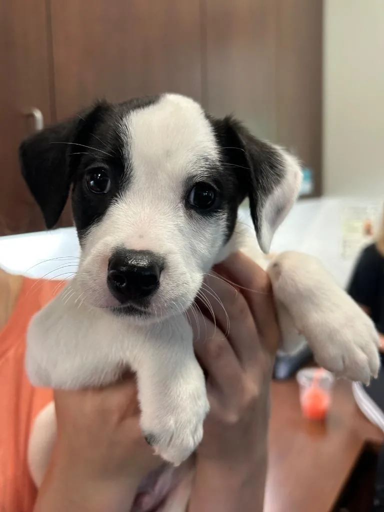 A baby small-sized male Labrador Retriever dog named Pudge for adoption in Gautier, MS