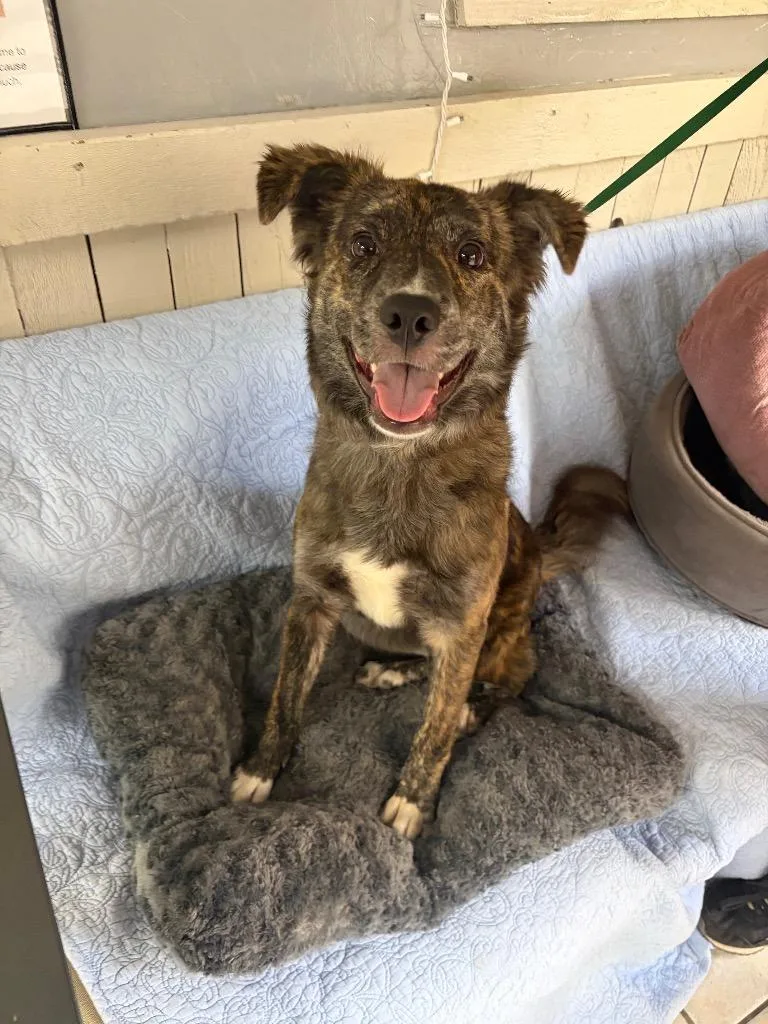 A baby medium-sized female Australian Shepherd dog named Zara for adoption in Fort Worth, TX