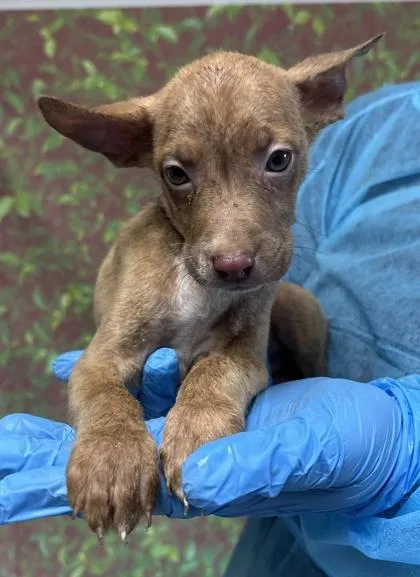 A young small-sized male Shepherd dog named Moth for adoption in San Antonio, TX
