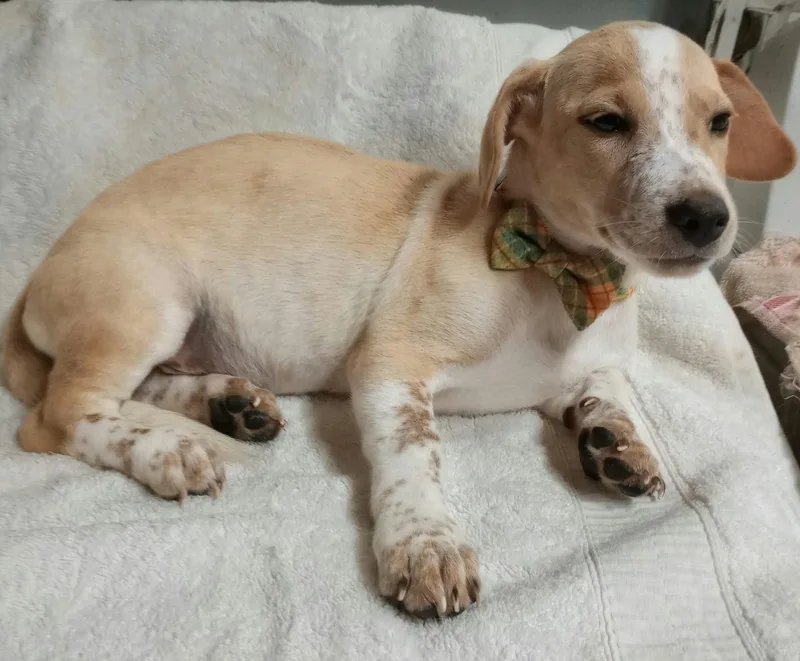 A baby small-sized male White / Cream Dachshund dog named Cubby for adoption in New York, NY