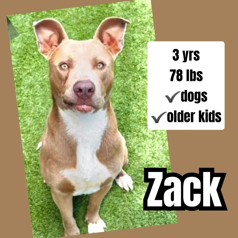 A young large-sized male American Bulldog dog named Zack for adoption in Plano, TX