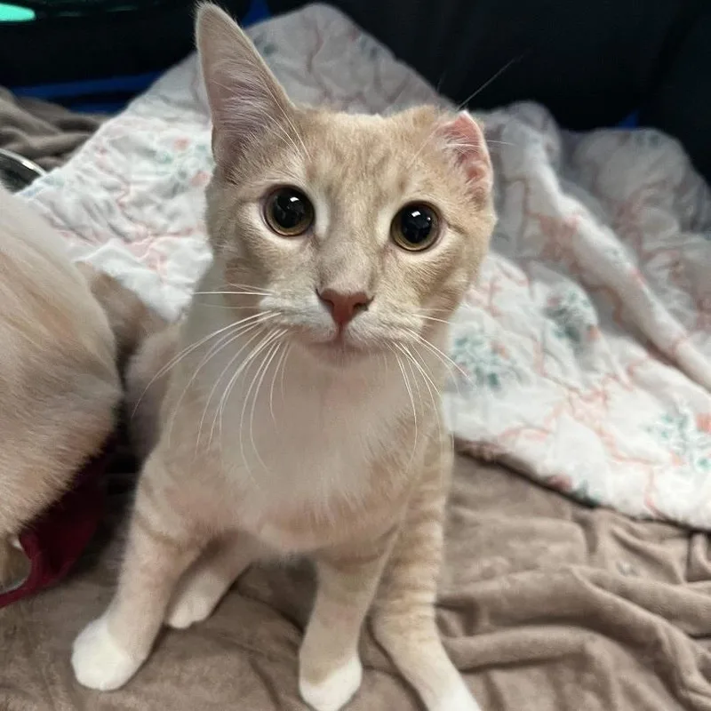 An adult medium-sized male Buff & White Domestic Short Hair cat named Peanut Butter for adoption in Stoughton, WI