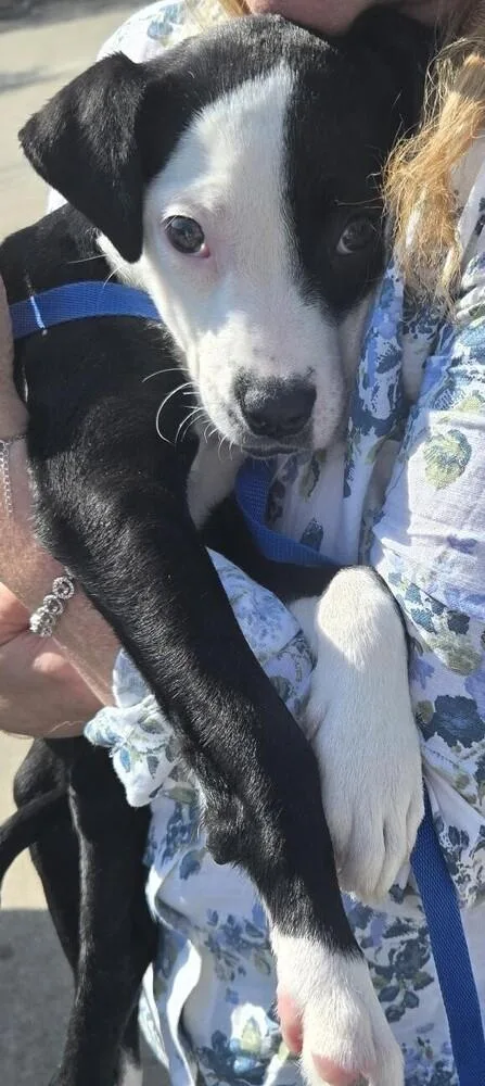 A baby small-sized female Terrier dog named DollyNKA Ruby for adoption in Dallas, TX