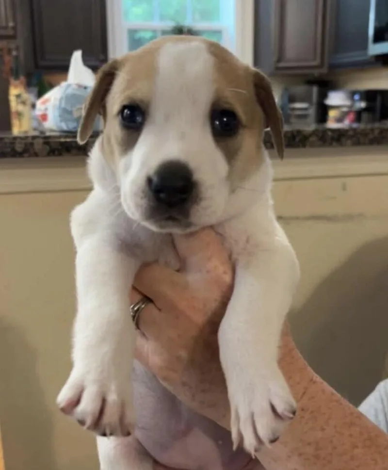A baby medium-sized female White / Cream Hound dog named Baby Cheetah for adoption in Washington, DC