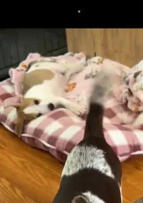 Baby Cheetah thumbnail 4