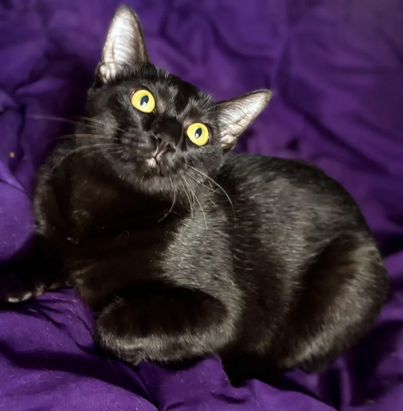 A baby small-sized male Domestic Short Hair cat named Andy for adoption in Tampa, FL