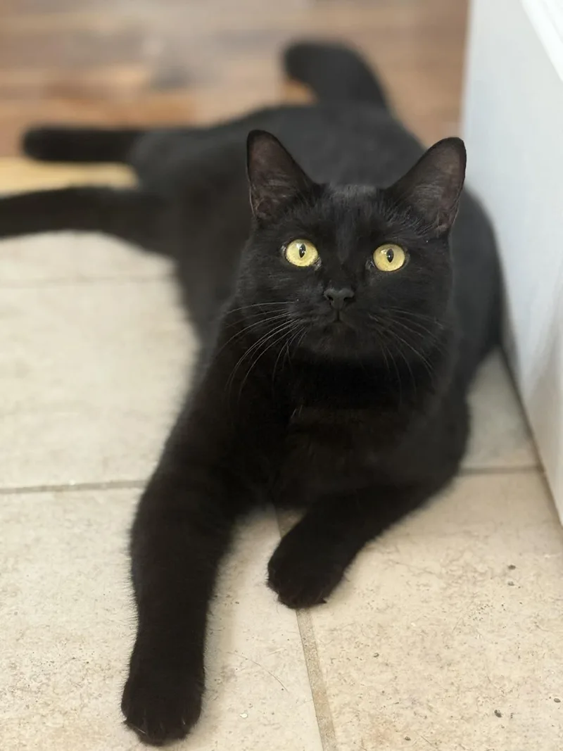 An adult medium-sized female Black Domestic Short Hair cat named Olivia for adoption in Jacksonville, FL