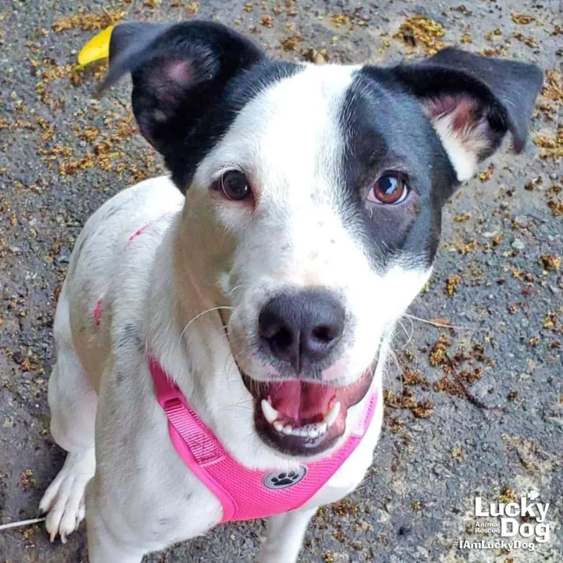 A young medium-sized female Pointer dog named Danish for adoption in Washington, DC