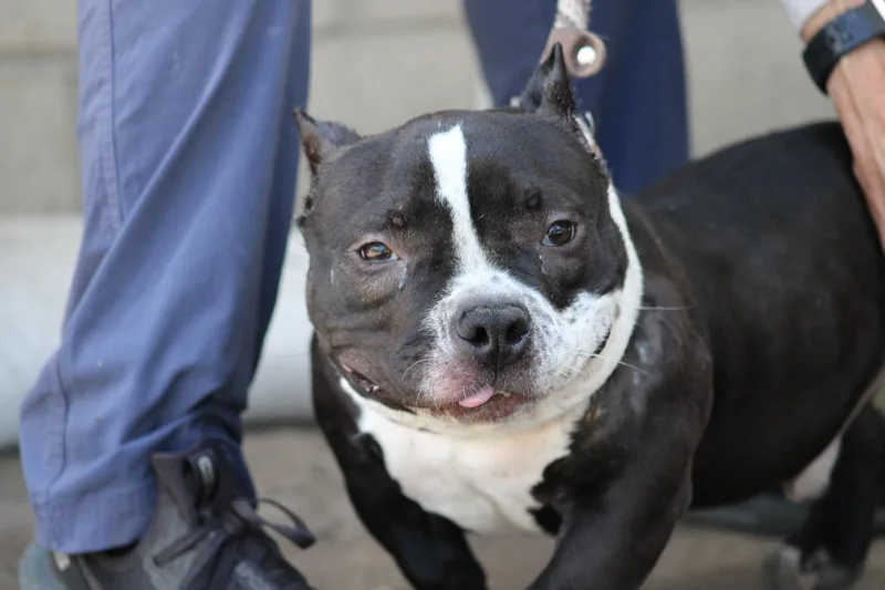 A young small-sized male Black American Bully dog named Bean for adoption in West Hollywood, CA
