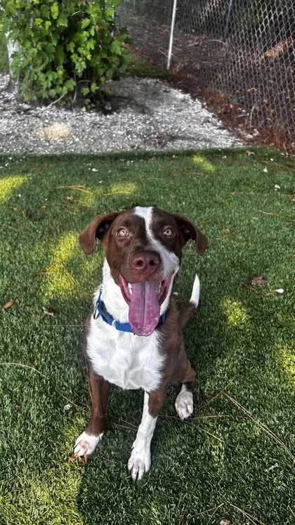 A young large-sized female Pit Bull Terrier dog named Doc Martens for adoption in Daytona Beach, FL