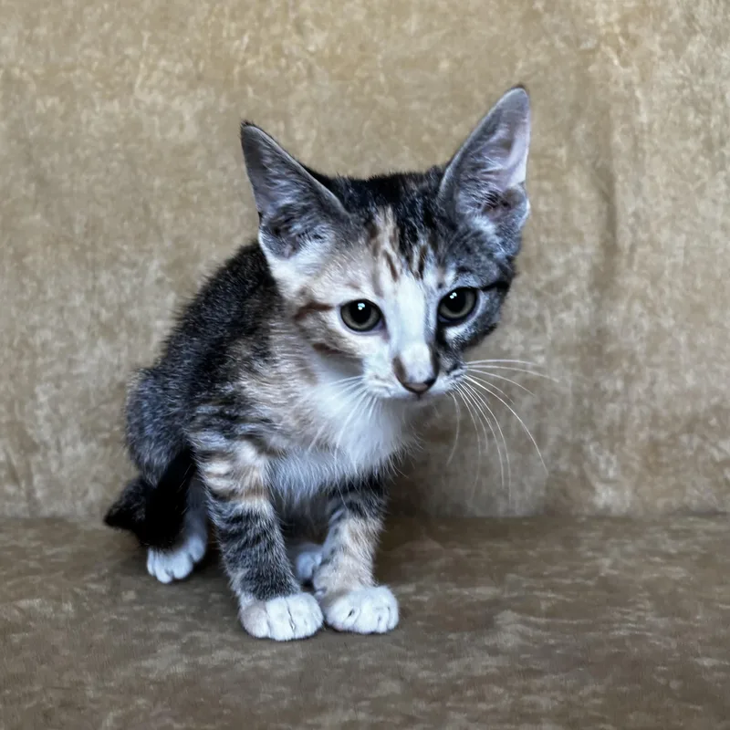 A baby medium-sized female Calico Domestic Short Hair cat named Ruth for adoption in Liverpool, TX