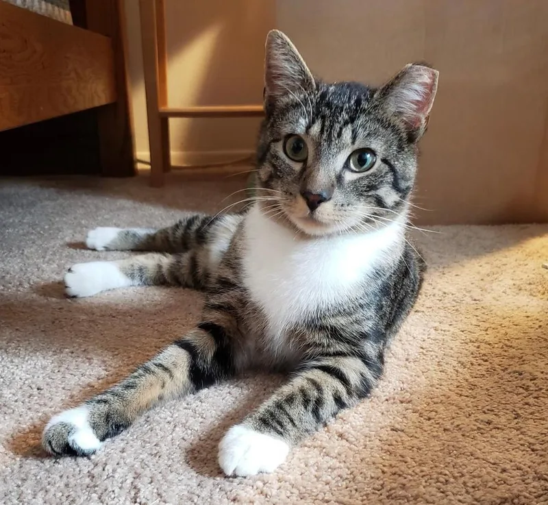 An adult medium-sized female Black & White / Tuxedo Domestic Short Hair cat named Christy for adoption in Breinigsville, PA