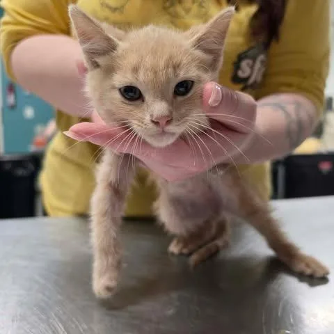 A baby small-sized male Buff / Tan / Fawn Domestic Medium Hair cat named Flamel for adoption in Fredericksburg, VA