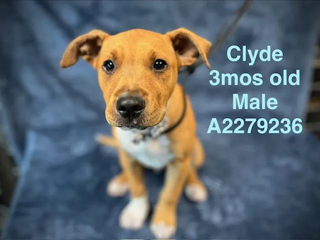 A baby medium-sized male Pit Bull Terrier dog named Clyde for adoption in Chatsworth, CA