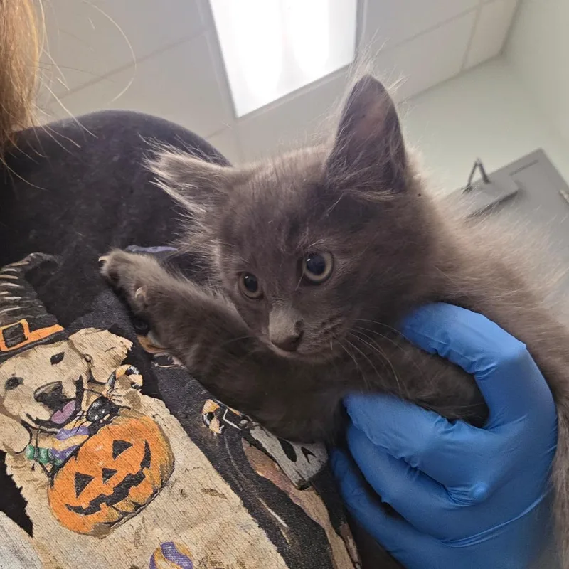 A baby small-sized female Gray / Blue / Silver Domestic Medium Hair cat named Email for adoption in Chattanooga, TN