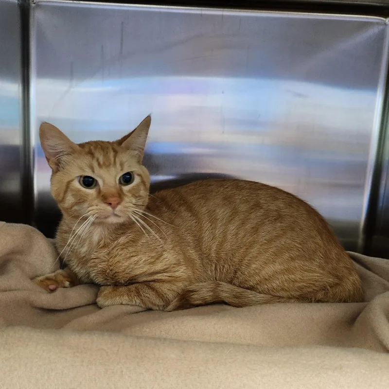 An adult medium-sized male Orange / Red Domestic Short Hair cat named Jasper for adoption in Grand Rapids, MI