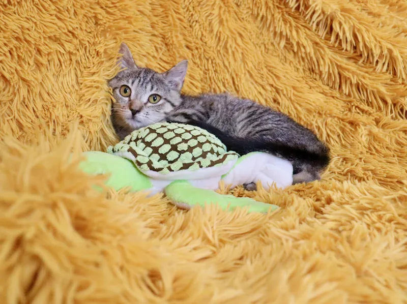 A baby medium-sized male Tabby (Buff / Tan / Fawn) Tabby cat named Dexter for adoption in Saint Augustine, FL