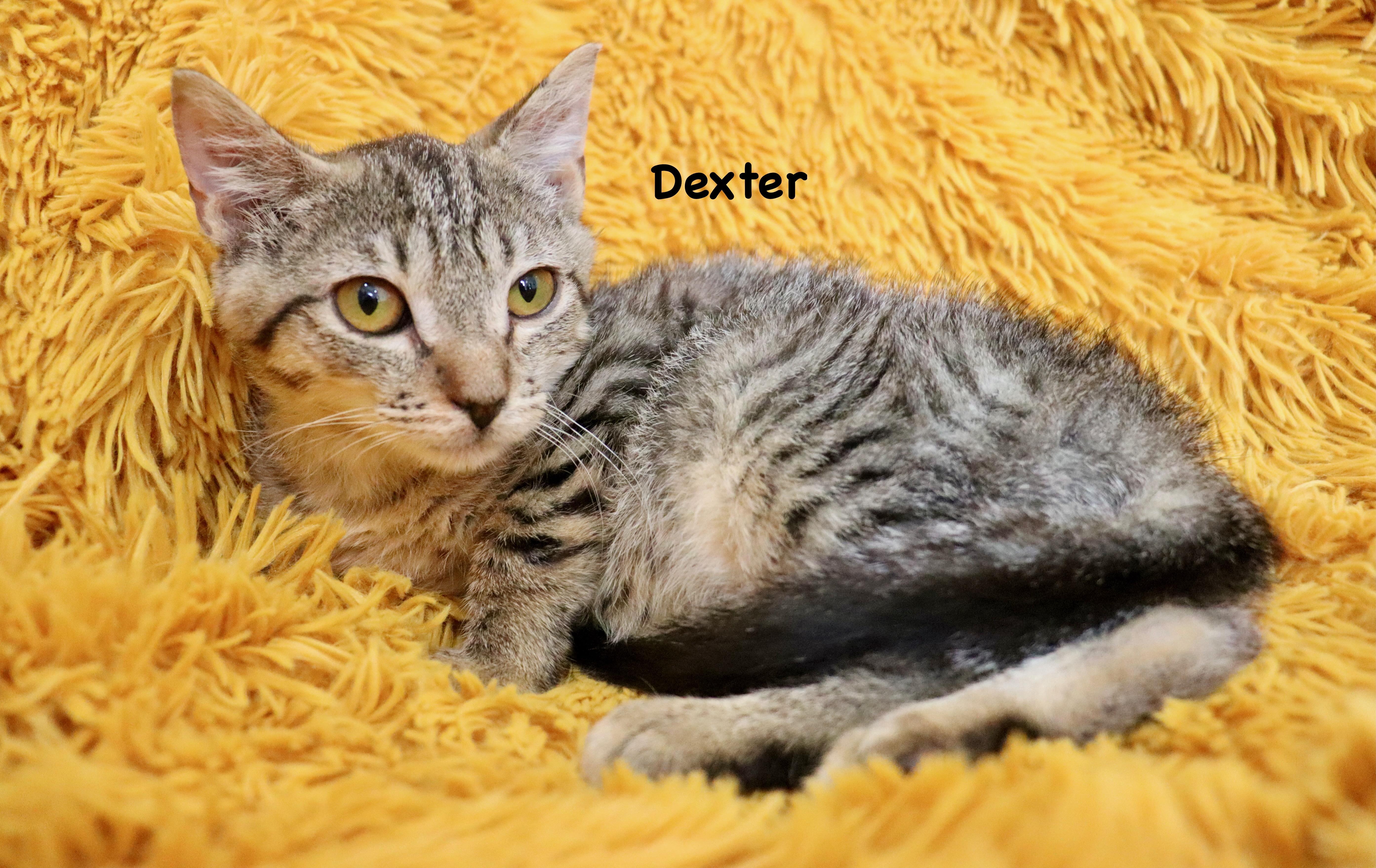 Dexter thumbnail 5