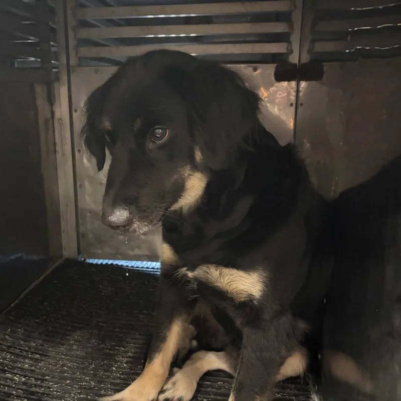 An adult medium-sized female Black Border Collie dog named Lenore for adoption in St Joseph, MO