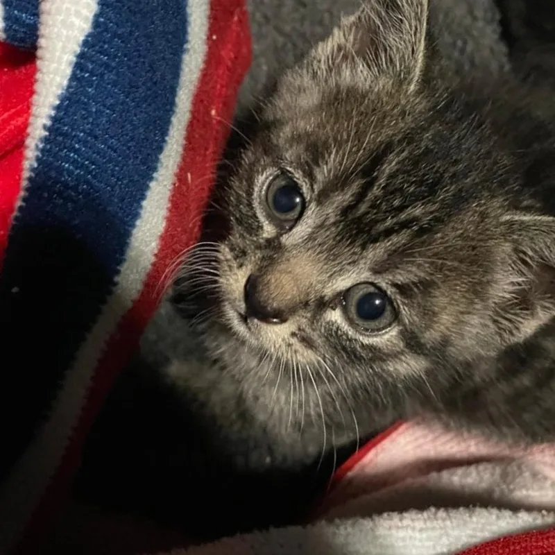 A baby small-sized female Brown / Chocolate Domestic Short Hair cat named Keolis for adoption in Westminster, CA