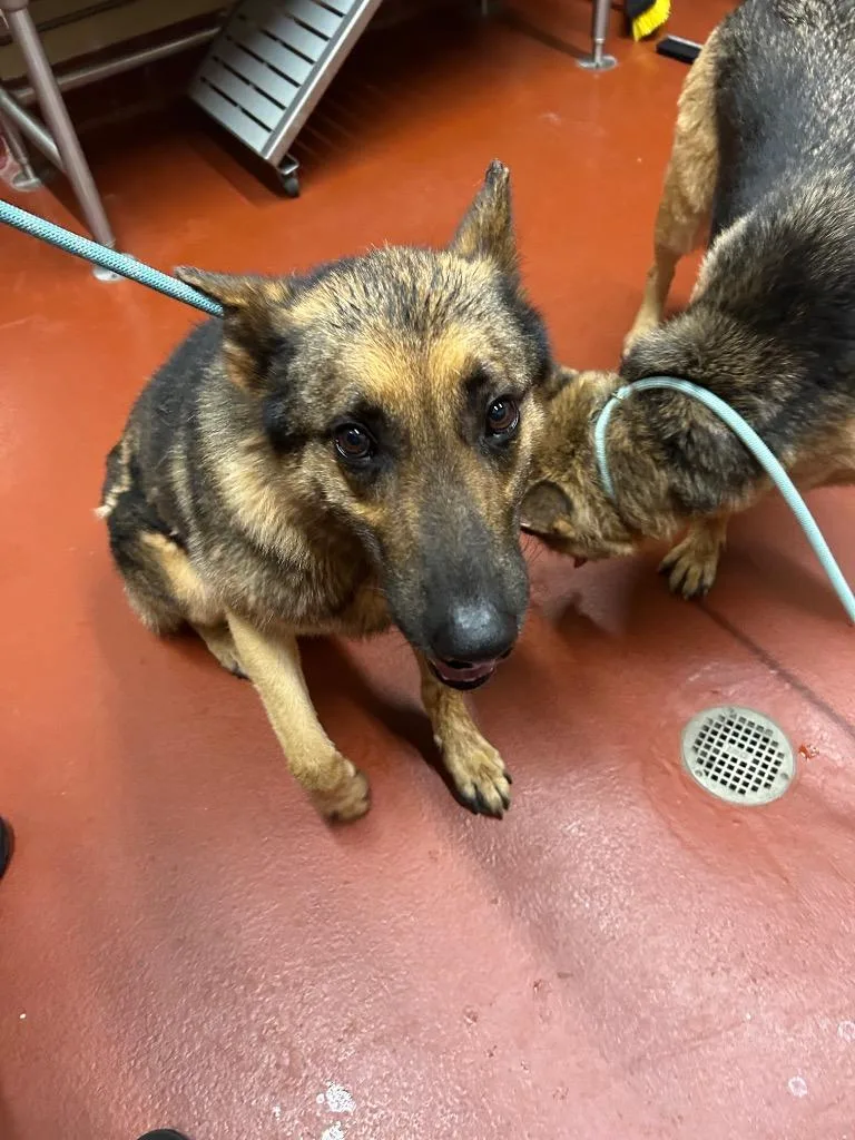 A young large-sized male German Shepherd Dog dog named Keeva + for adoption in Douglasville, GA