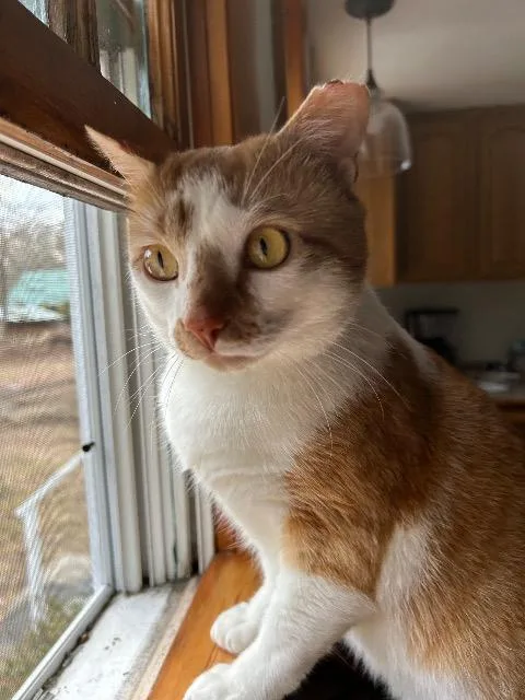 A young medium-sized male Domestic Short Hair cat named Howie for adoption in Pawtucket, RI