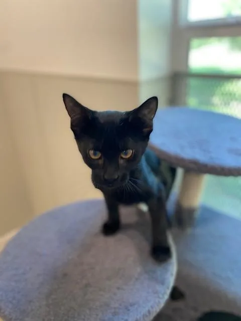 A young medium-sized female Black Domestic Short Hair cat named Alesana for adoption in Henrietta, TX