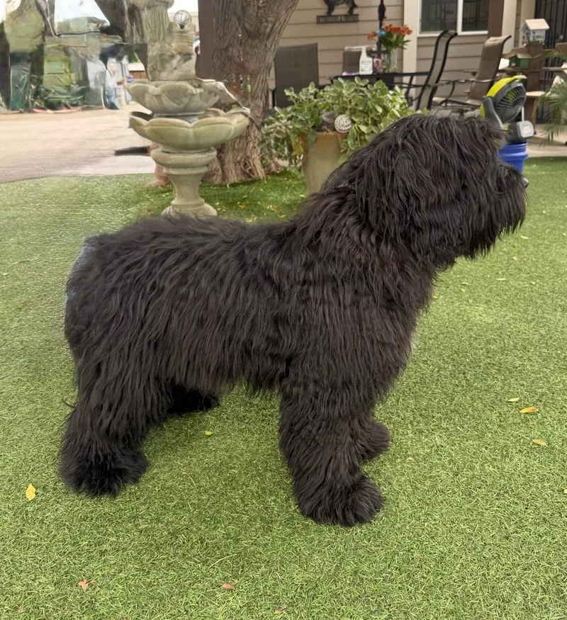 A young medium-sized female Black Cockapoo dog named Gussie for adoption in Temecula, CA