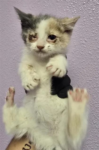 A baby small-sized female White Domestic Short Hair cat named 60924687 for adoption in El Paso, TX